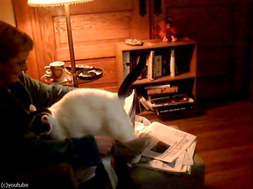 構ってニャ〜03