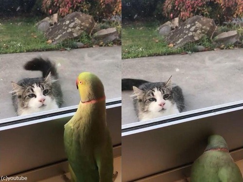 猫に「いないいないばあ」をするインコ02