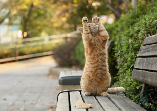 08二足立ち(直立)する動物