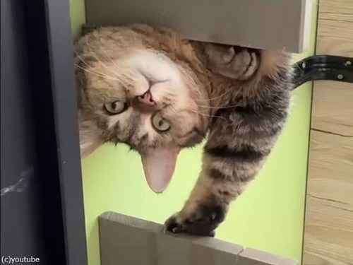 猫の視線を感じると思ったら…すごい姿勢で覗き込んでいた（動画）