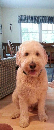 別犬になって帰ってきた03