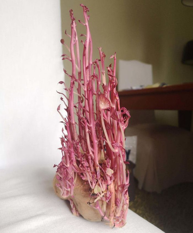 ジャガイモを長期間放置したらどうなると思う 衝撃的な姿になった写真いろいろ らばq