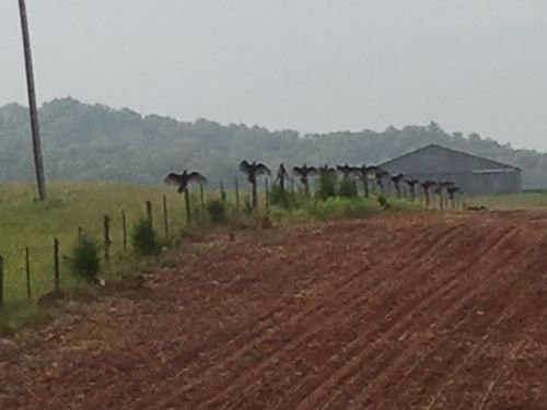 コンドルが並んで日光浴05