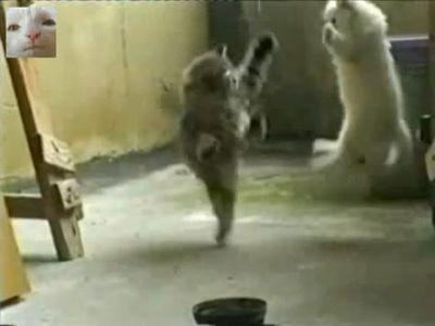 空中戦が大好きな子猫ちゃんたち