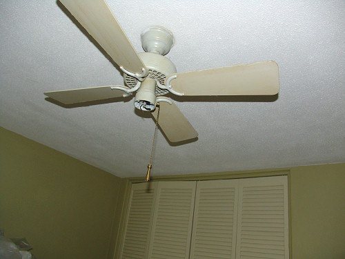 天井を見上げる猫00