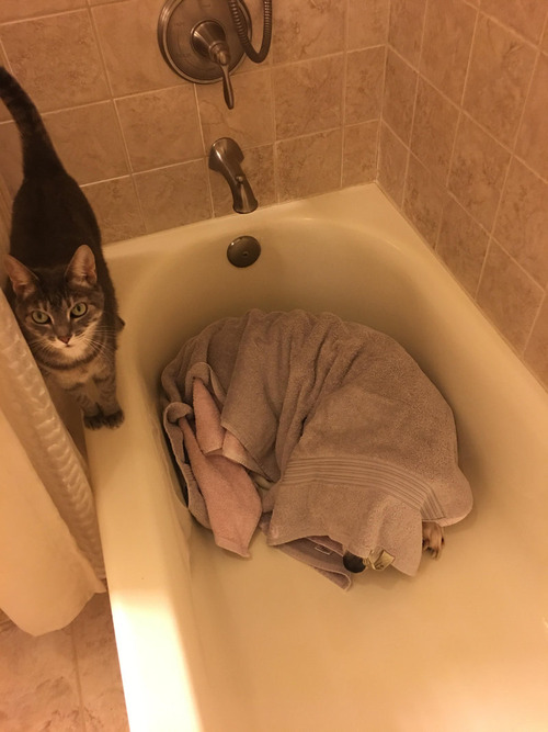 うちの犬と雷01