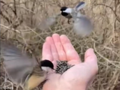 野生の小鳥が手の平からごちそうを食べる