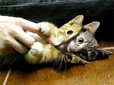 こんな猫はいやだ14