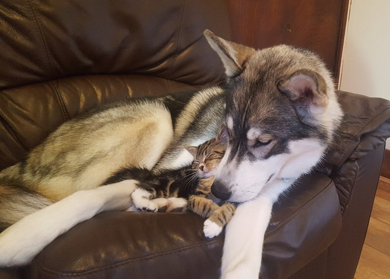 不安症の犬が子猫と出会ったら すっかり幸せそうな表情に らばq 不安症の犬が子猫と出会ったら すっかり幸せそうな表情に らばq