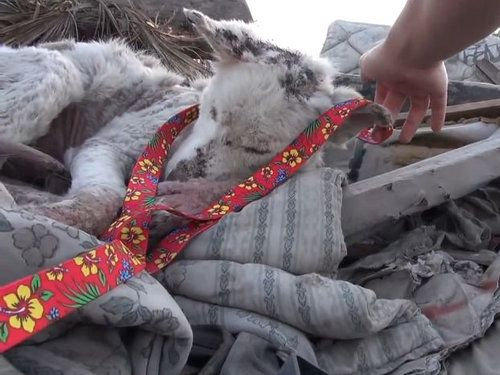 ���ߤλ�����餹�ۡ���쥹����߽�04