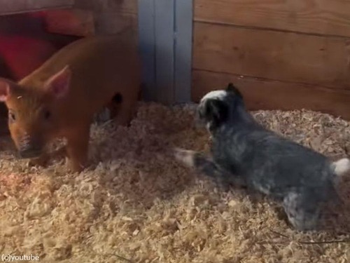 犬の赤ちゃんが牧羊犬のトレーニング…相手は赤ちゃんブタたち（動画）
