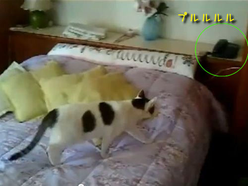 ���ä˽Ф�ǭ