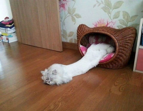 猫はどこでも寝る16