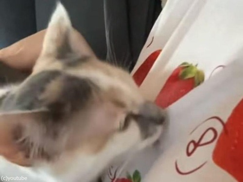 シャツのイチゴをペロペロする猫
