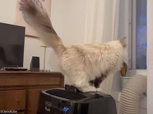 猫が「しっぽ」だけを冷やす方法を学ぶ（動画）