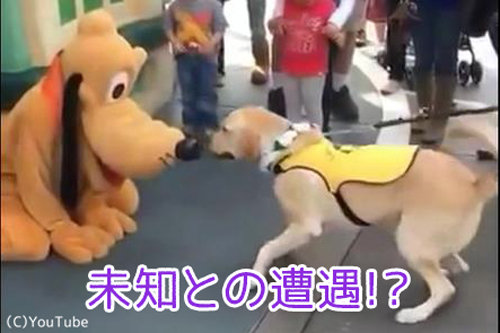 着ぐるみとわんこ00