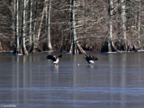 ハクトウワシが、凍った湖の氷上でゴルフ00