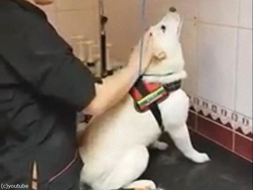 60�äǼƸ��ȿ�����ۤ��ȥ�ޡ�04