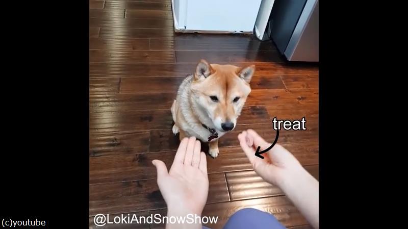 おやつはどっち ゲームになかなか勝てない柴犬 動画 らばq
