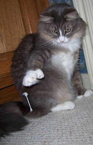 猫の綿棒キャッチ05