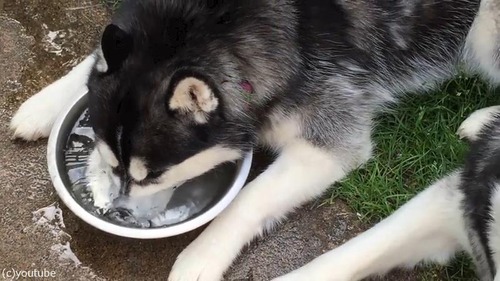 ハスキー、新しい遊びに目覚める04