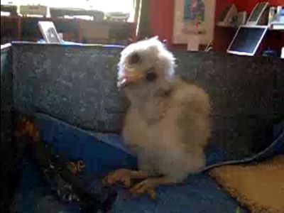 赤ちゃんフクロウ