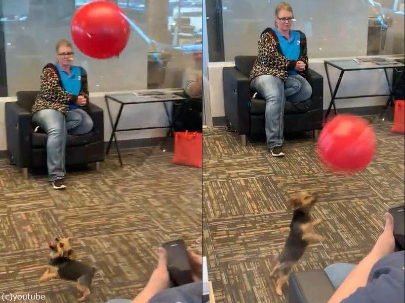 こんなに小さな子犬でも風船遊びは得意 器用にリフティングし続ける 動画 らばq こんなに小さな子犬でも風船遊びは得意 器用にリフティングし続ける 動画 らばq