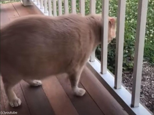 最近ちょっと太り気味の猫が…柵の間にはさまってしまう（動画）
