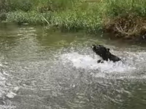 うちの犬が初めて泳いだら