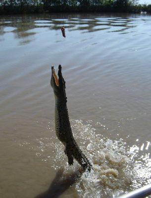 釣られるワニ03