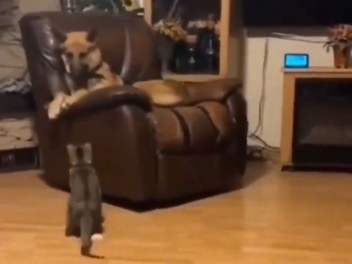犬と猫のイス取りゲーム