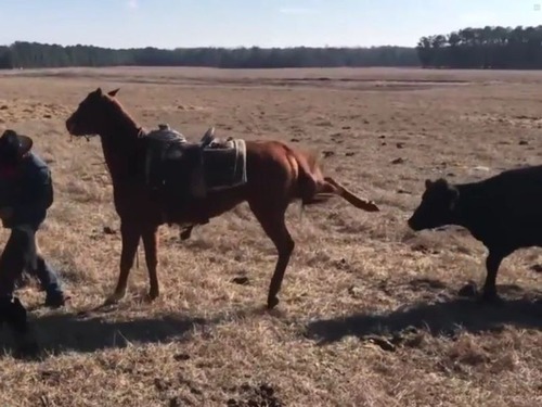 牛から牧場主を守る馬
