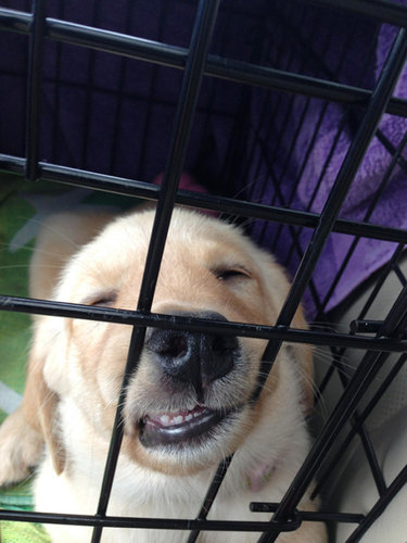 子犬はどこでも寝れる21