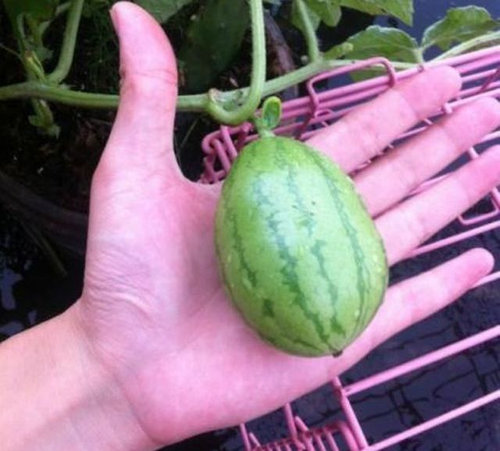 この実、どうなる？04