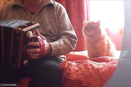 アコーディオンと猫01