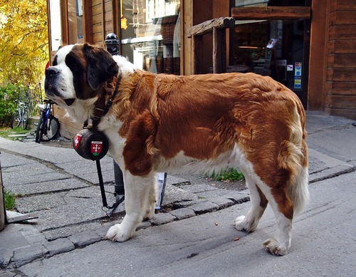 St. Bernard