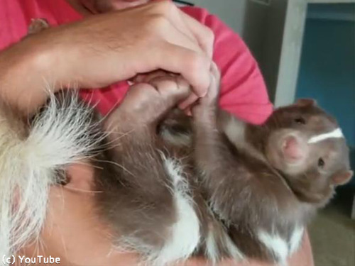 知らなかった スカンクってこんなに懐くんだ 動画 マピオンニュース