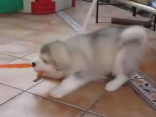 ハスキー犬の一家の綱引き大会01