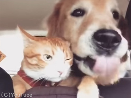 猫の日2019-08