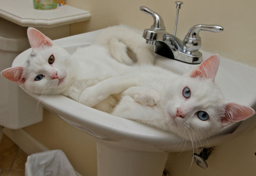 手をつないで寝る子猫たち06