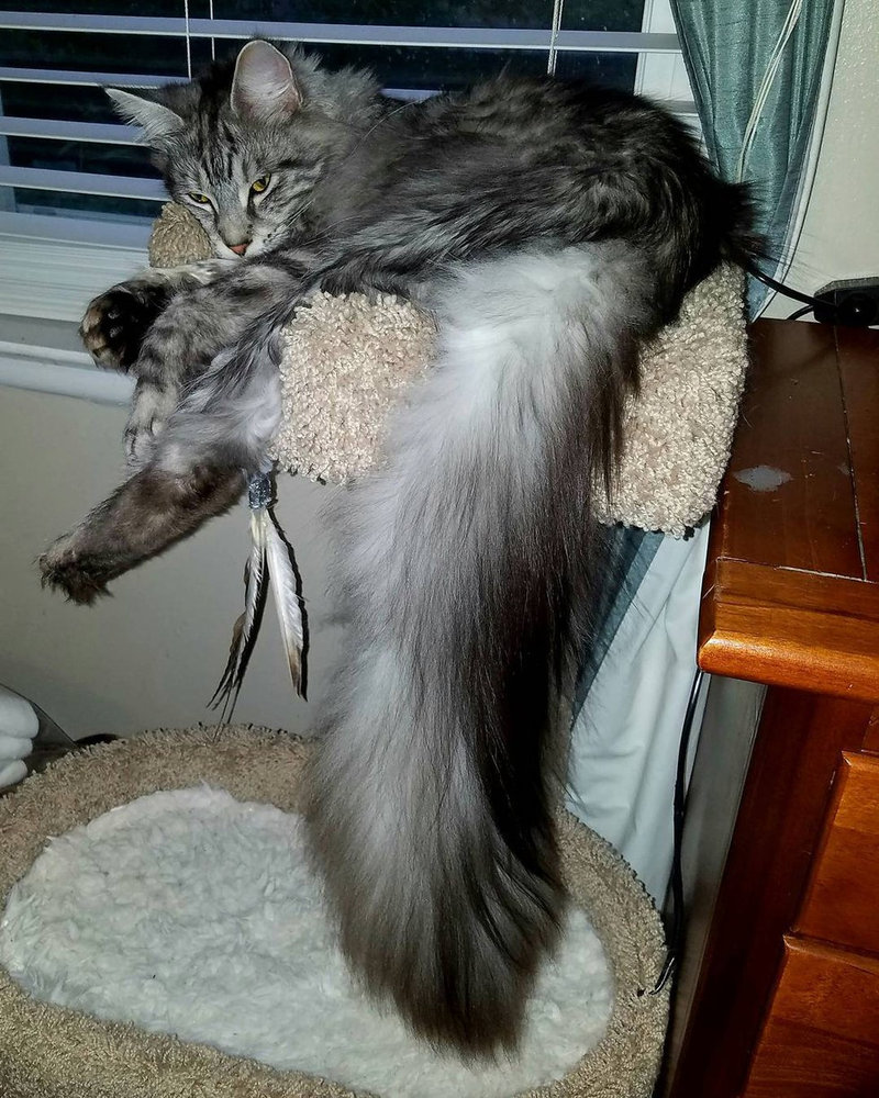 子猫の しっぽ がすくすくと育ち 測ったらギネス記録を更新していた らばq 子猫の しっぽ がすくすくと育ち 測ったらギネス記録を更新していた らばq