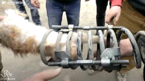 トラックの部品に挟まれたまま50マイルの旅をした猫05