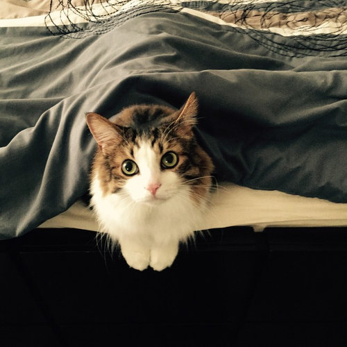 毎朝起こしてくれる犬や猫25