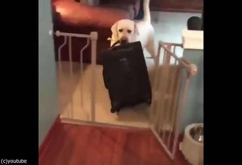 飼い主が出かけるのを嫌がる犬02