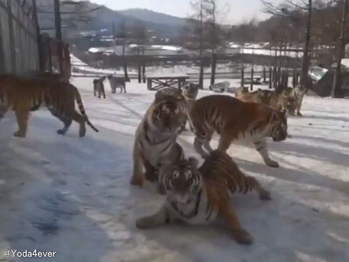 寒冷地の虎たちが…凍り付いた雪の上をツルツル滑ってしまう