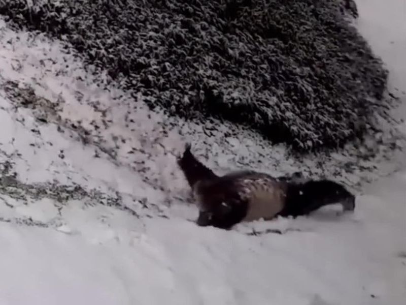 超絶かわいい パンダが雪の坂道をあお向け 頭からスライディング 動画 らばq