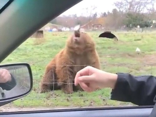 ���ޤ˿��ѥ��եꥹ�ӡ��Τ褦���ꤲ��03