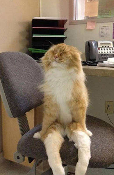 おかしな猫たち20