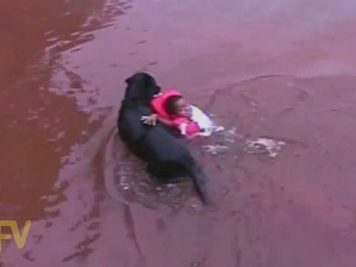 溺れてなくても救助する犬01