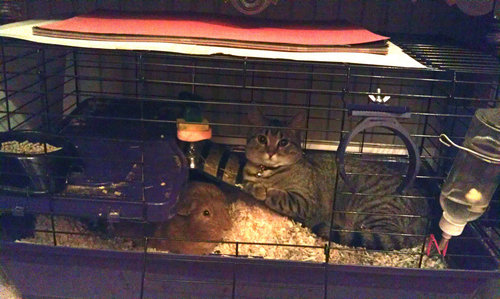 ����åȤΥ�����01